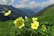 29 Pulsatilla alpina sulfurea  con vista sulla Val di Scalve